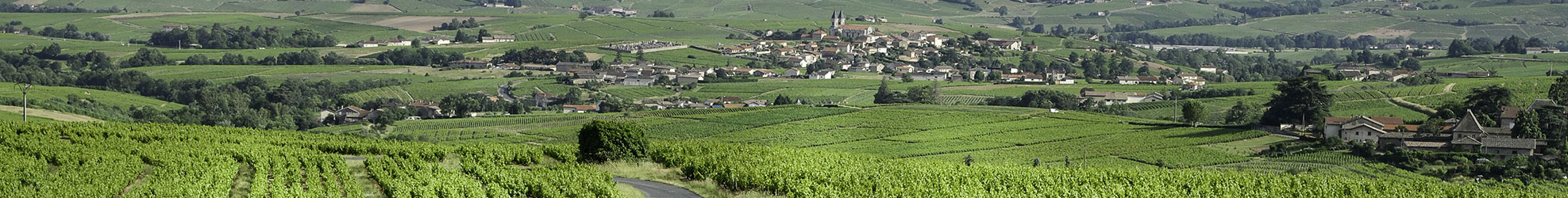 Les vignes du Domaine Franck Chavy
